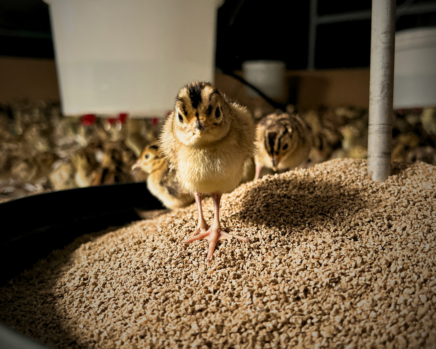 Europe's Leading Game Hatchery - Bettws Hall Game Farm